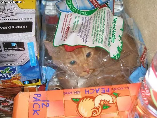 Bag Of Cat