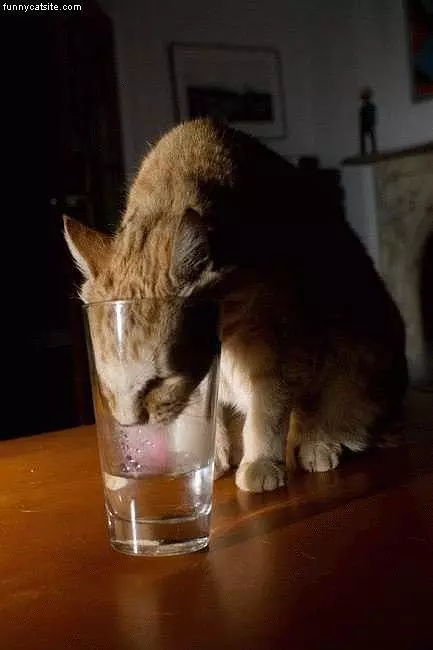 Cat In Glass