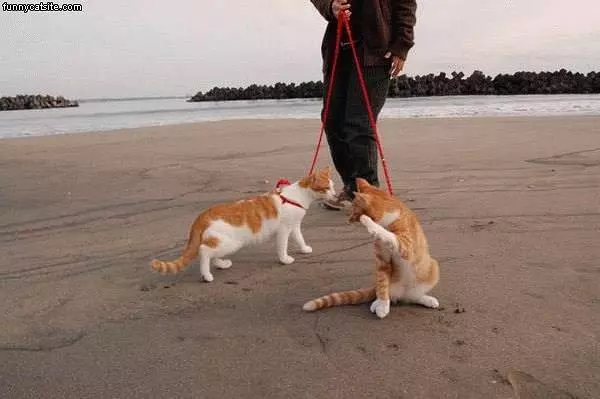 Cats On A Leash