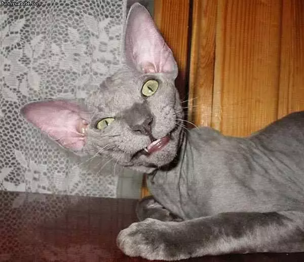 Scary Grey Cat