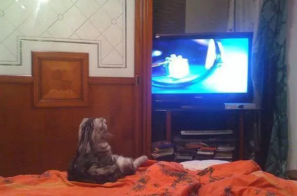Watchin Some Tv