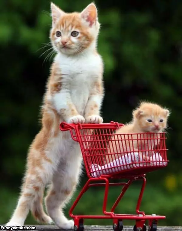 Shopping For Kittens