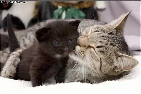 Gray Cat Licking Kittten