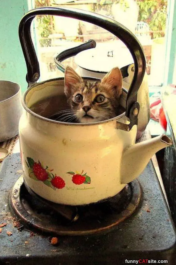 A Spot Of Cat Tea