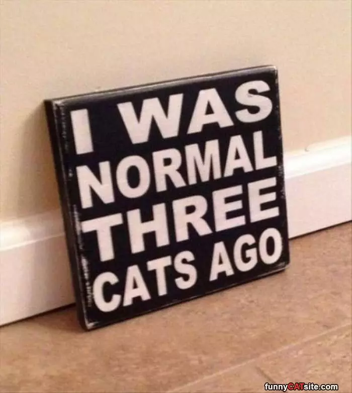 3 Cats Ago