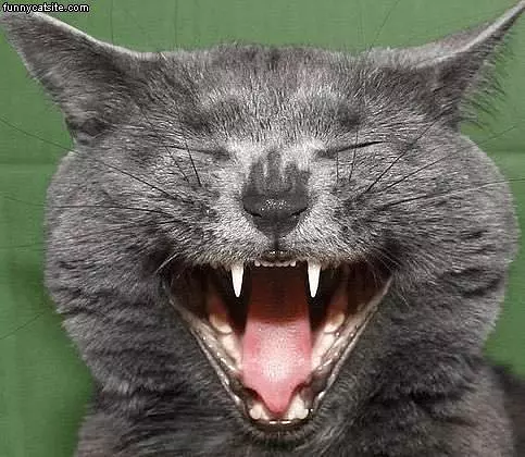 Gray Cat Yawn