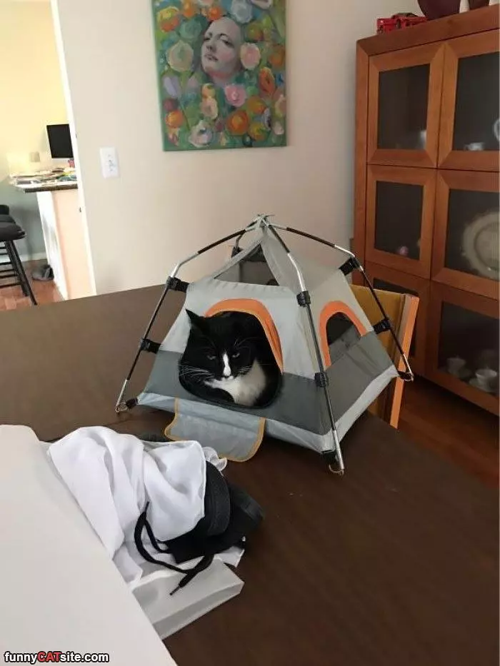 Kitty Has A Tent