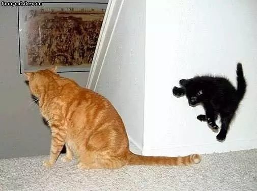 Black Cat Wants That Tail