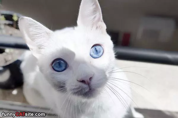 Nice Blue Eyes