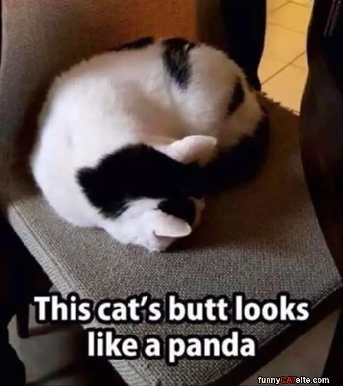 The Panda Butt Cat