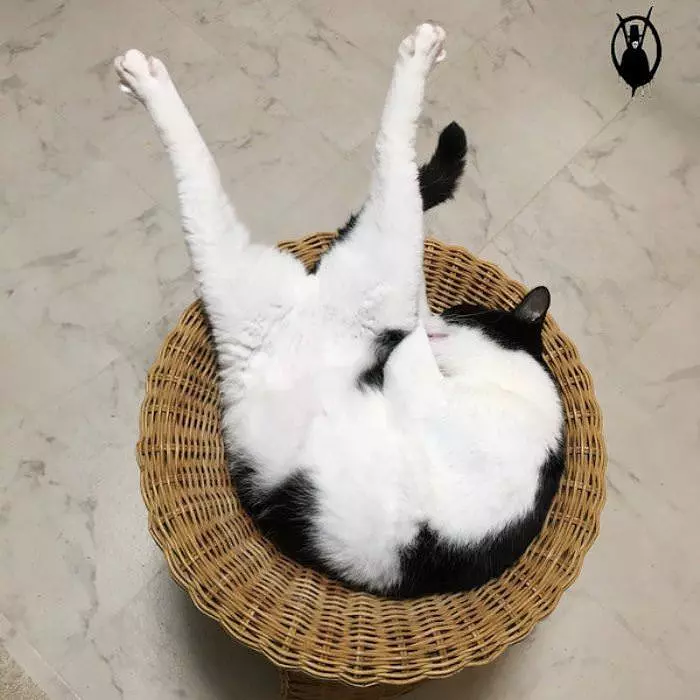 This Cat Is Relaxed