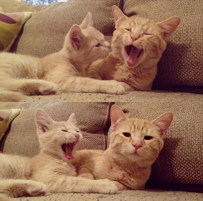 Yawns Are Contagious