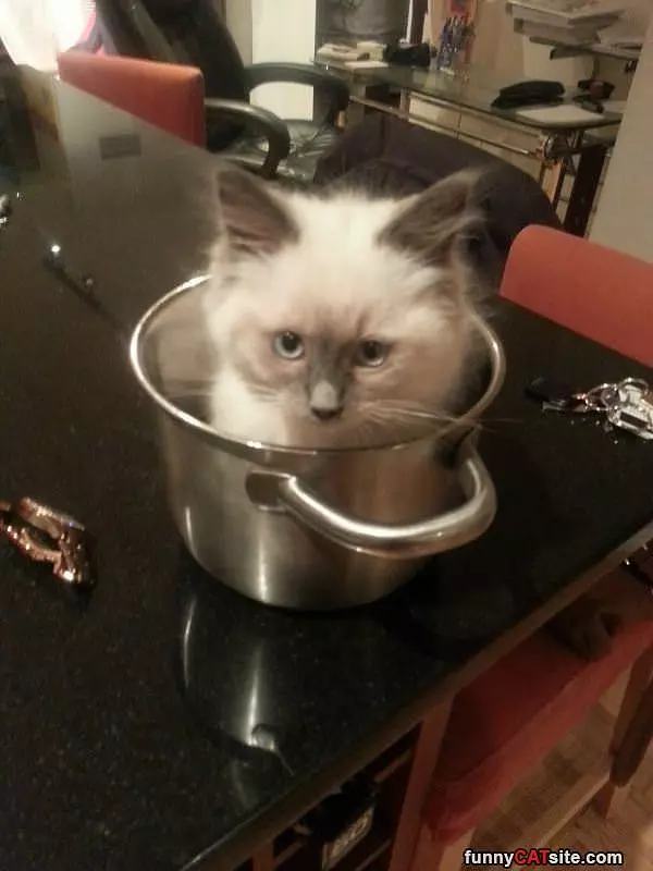 Pot Of Cat