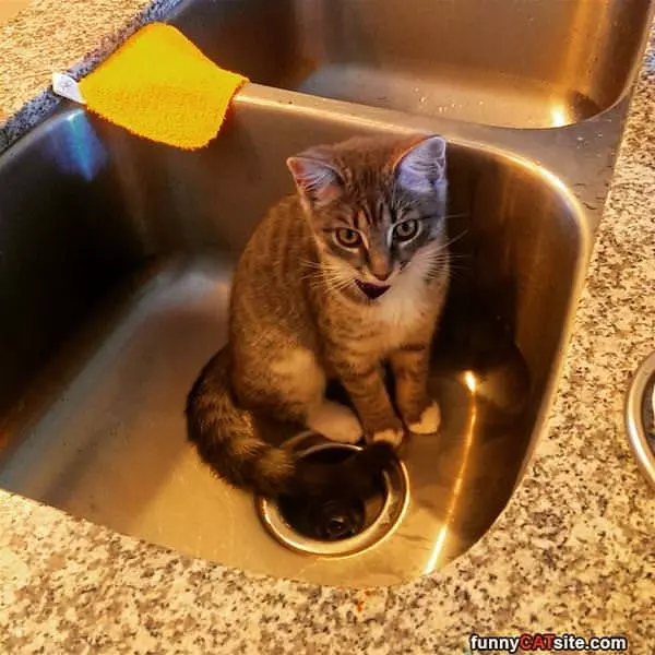Cat Sink