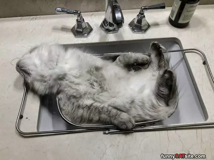 Relaxed In A Sink