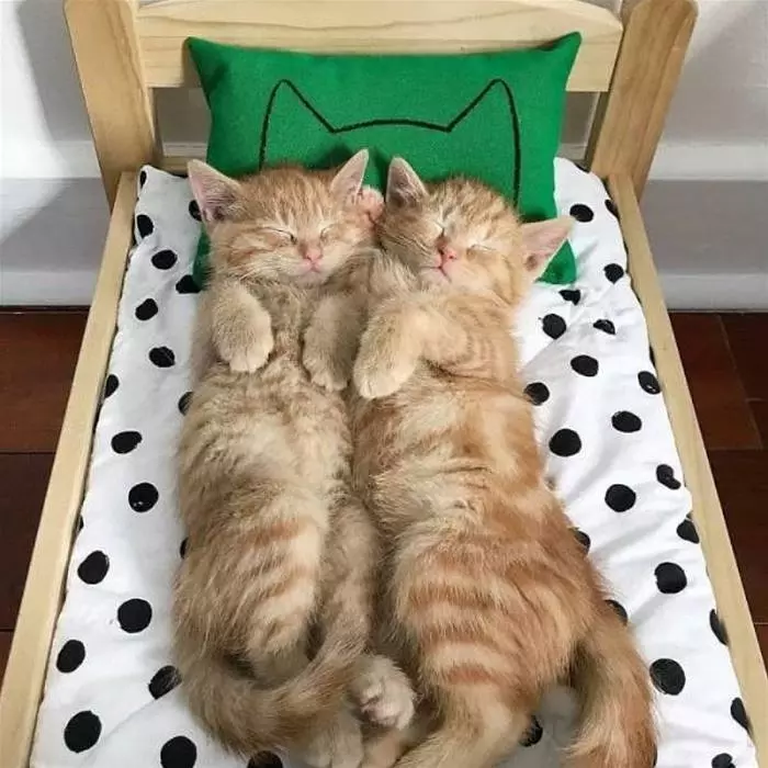 Kitties Chilling