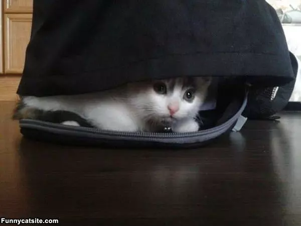 Hiding In A Bag
