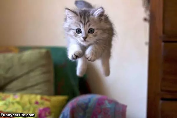 This Cat Can Fly