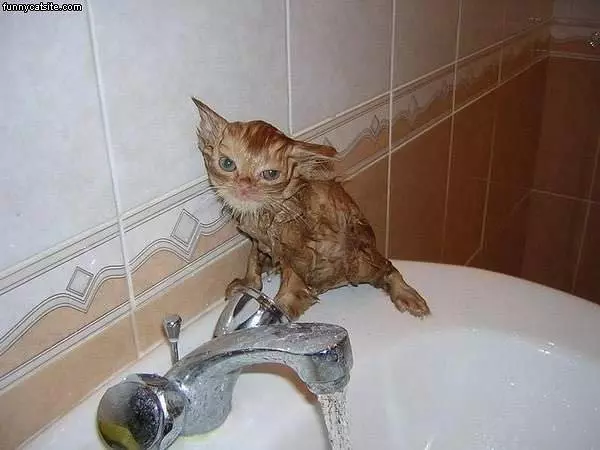 Wet Cat