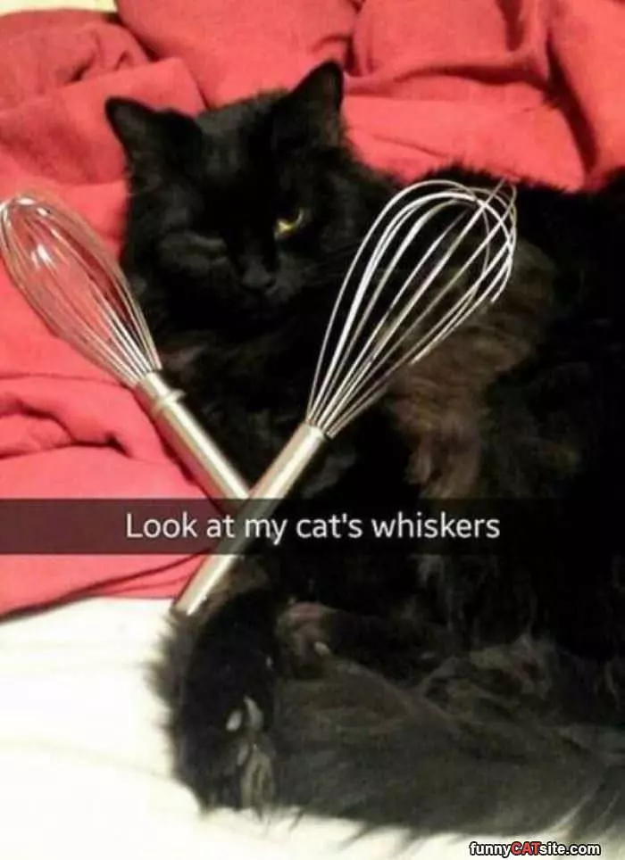 Nice Whiskers