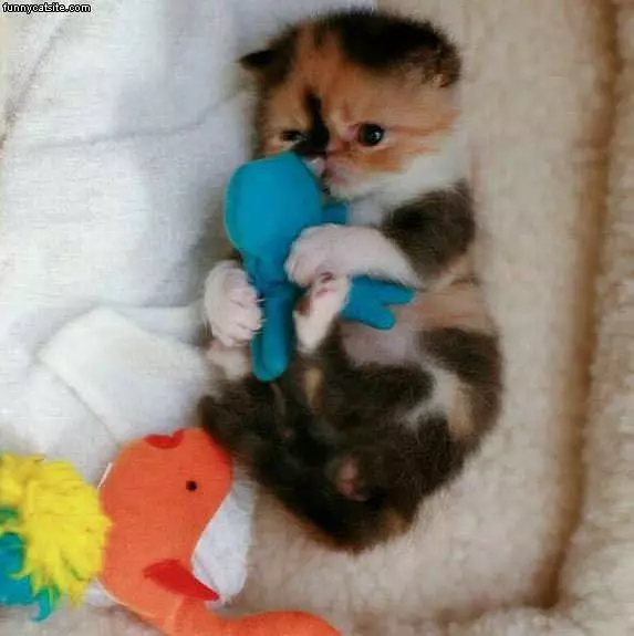 Tiny Kittie