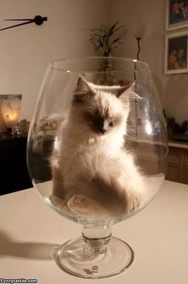 Glass Of Cat