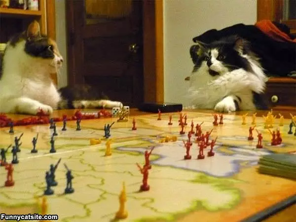 World Domination Cats