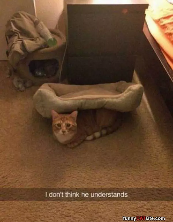 Cat Does Not Understand