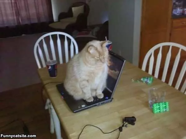 Laptop Cat Staying Warm