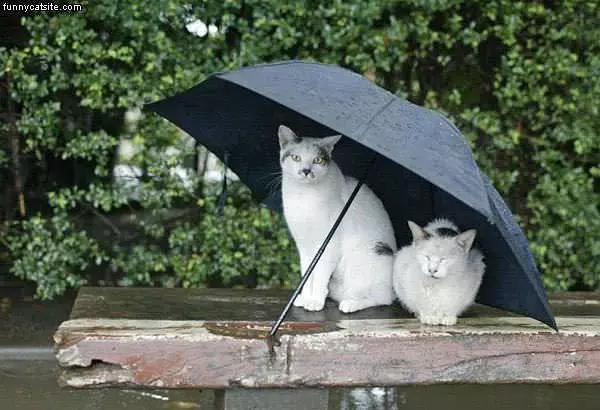 Umbrella-cats