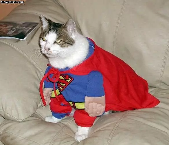 Superman Cat