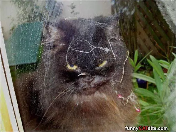 Cobwebs Cat