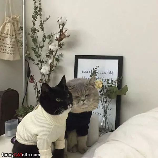 Nice Sweaters