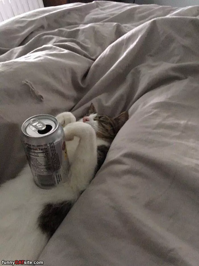 I Can Has This Beer