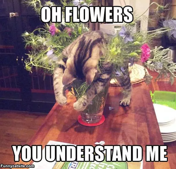 Oh Flowers