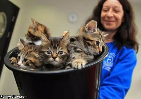 A Bucket Of Kittens