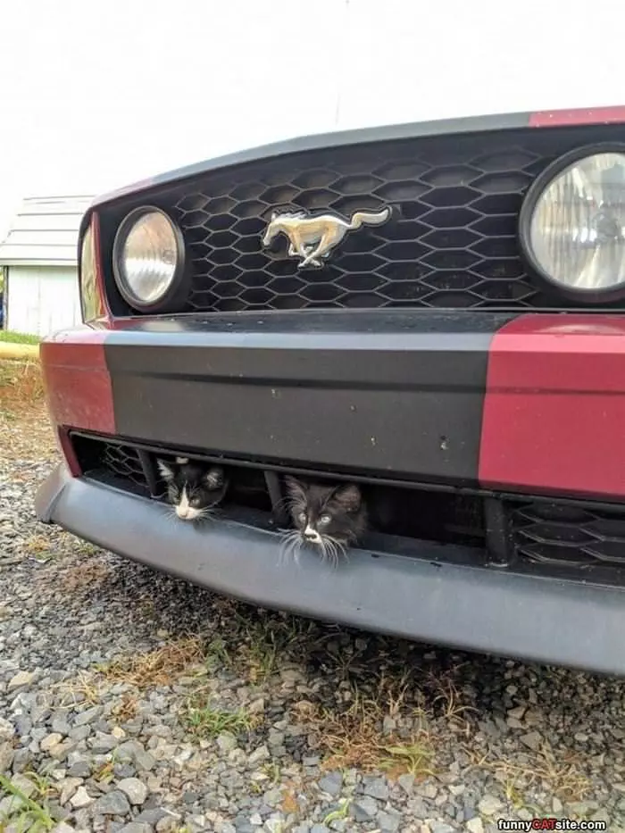 Mustang Cats