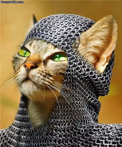 Knight Cat