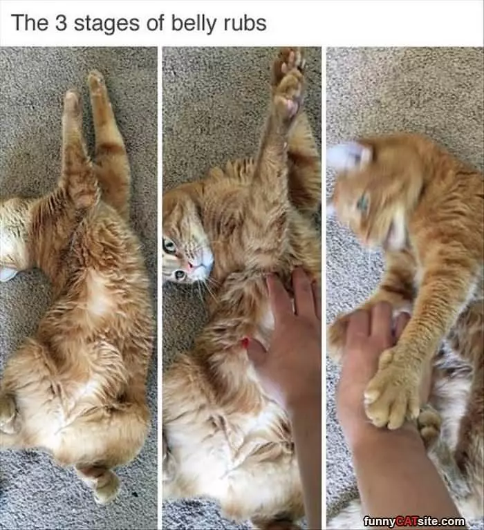 3 Stages Of Belly Rubs