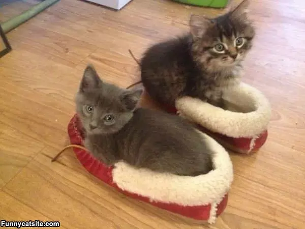 Kittens In Slippers