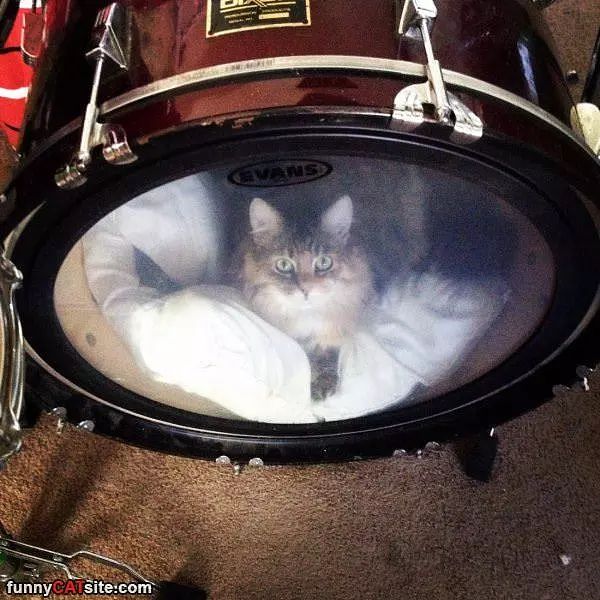 Drum Cat