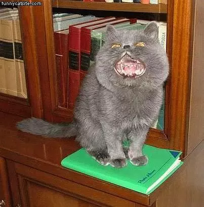 Big Mouth Gray Cat