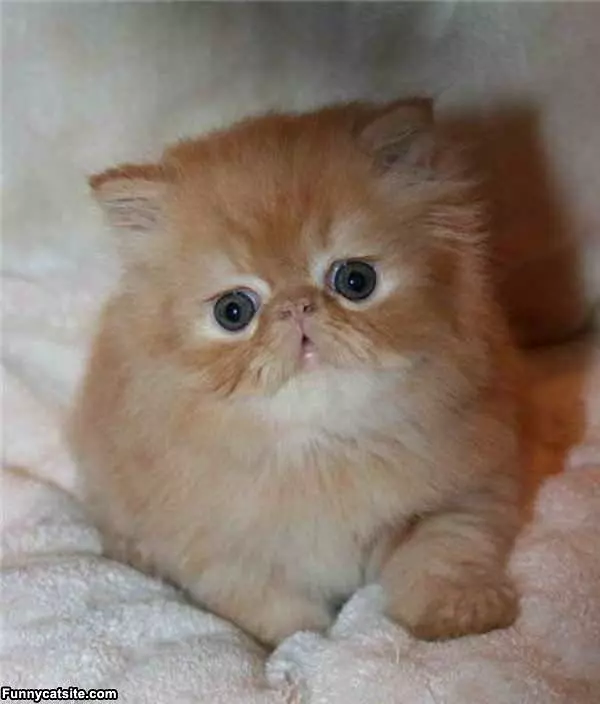 Tiny Cute Face