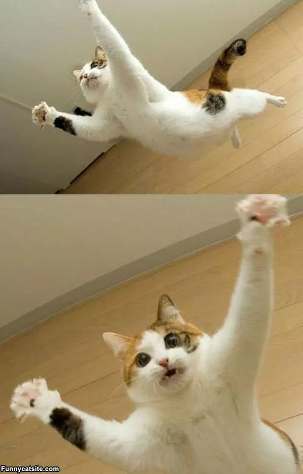 Fun Cat Flying