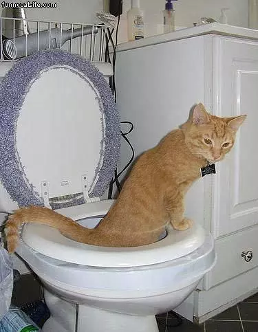 Cat Using The Toilet