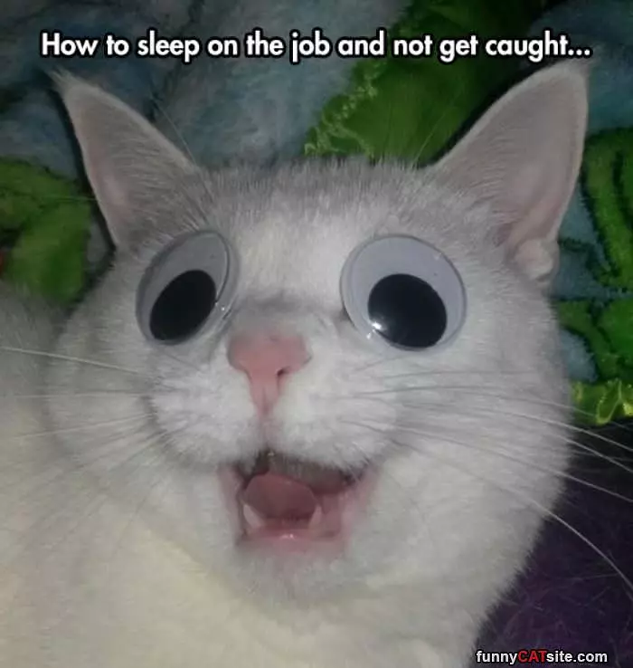 How To Sleep On The Job