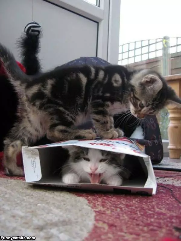 Kitten Box