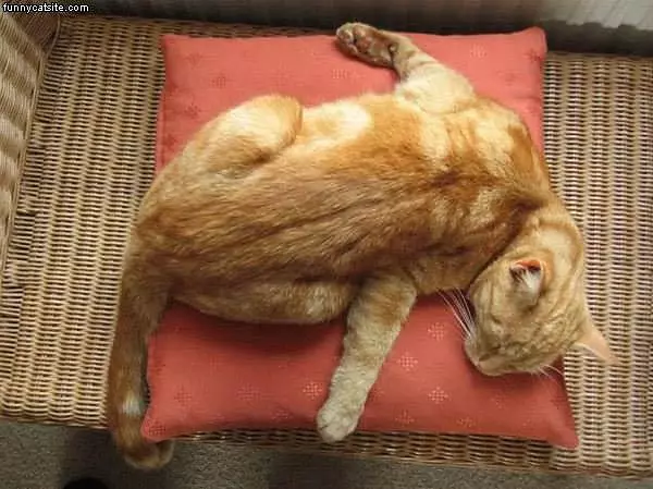 Yellow Cat On Pillow