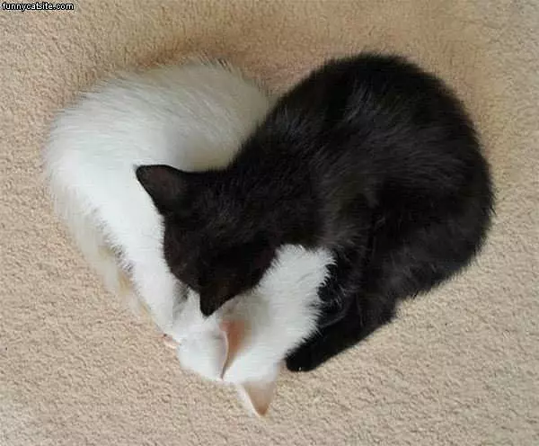 Black And White Love Cats