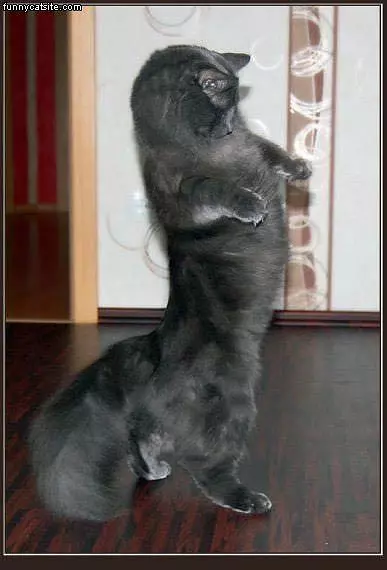 Dancing Cat